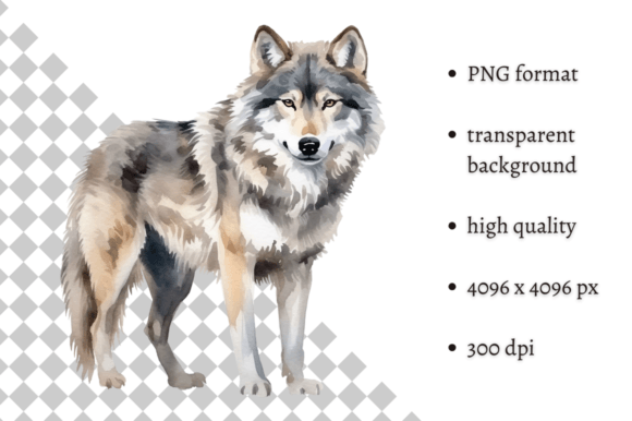 Download Watercolor Wolf Illustration - Wolf illustration Collection