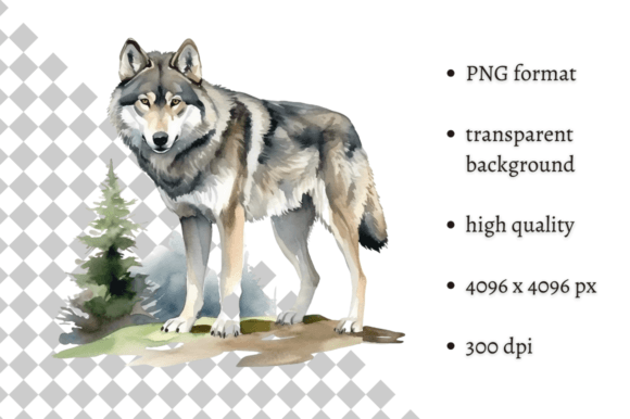 Download Watercolor Wolf Illustration - Wolf illustration Collection